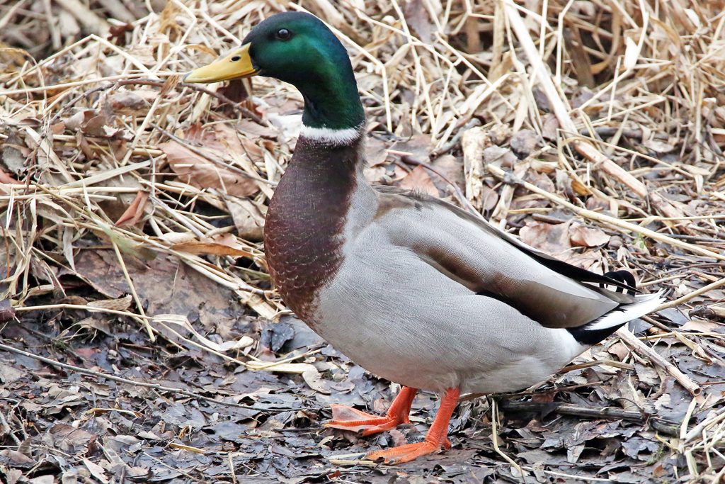 Stockente männlich