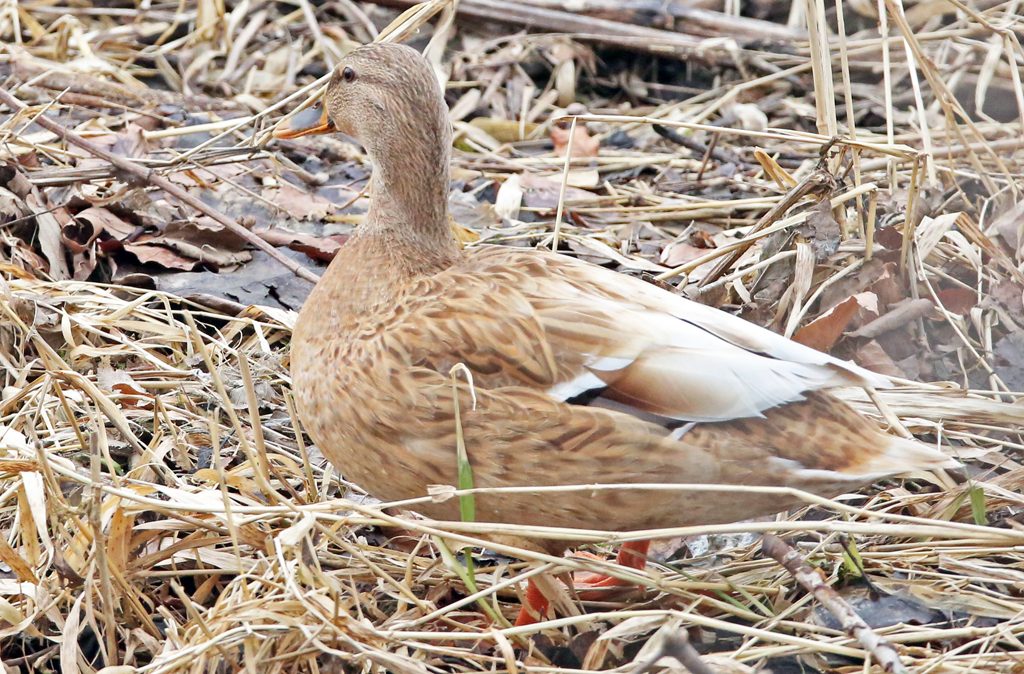 Stockente weiblich