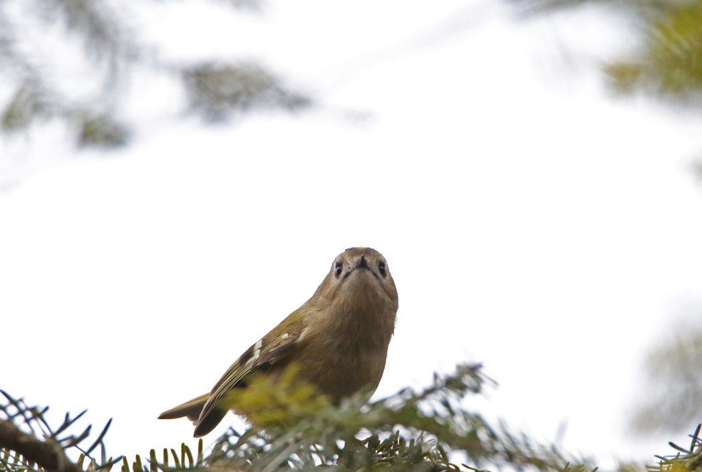 Wintergoldhähnchen