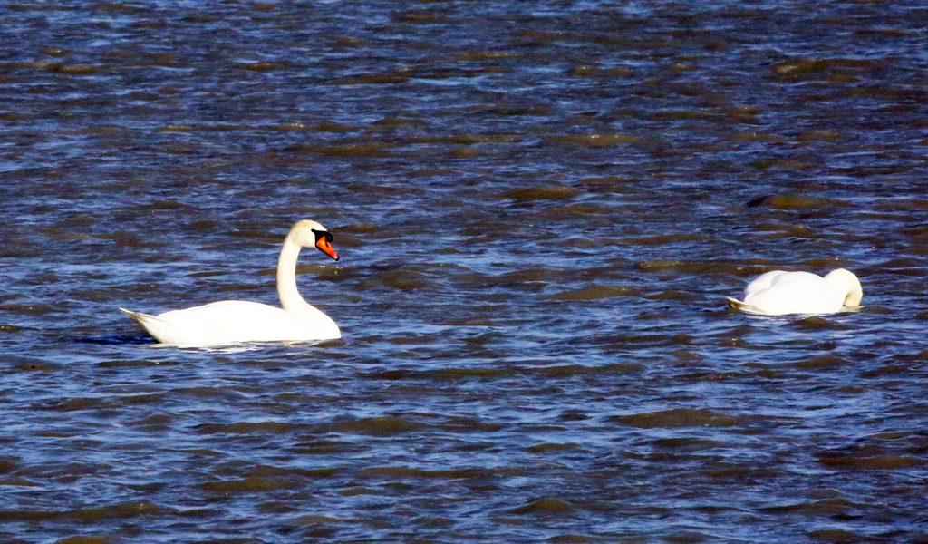 Höckerschwan