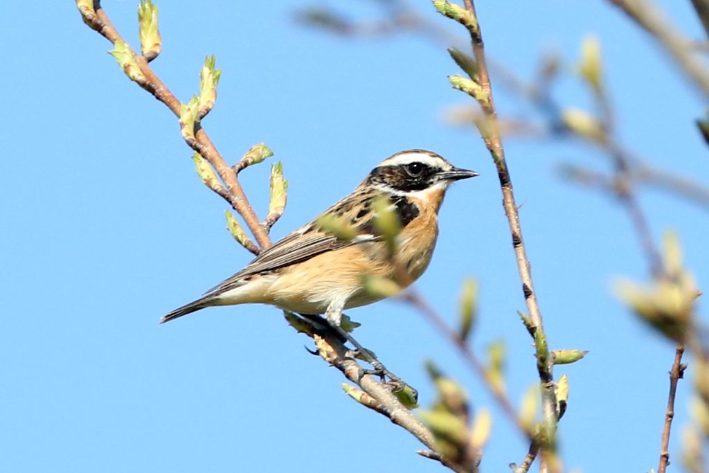 Braunkehlchen1