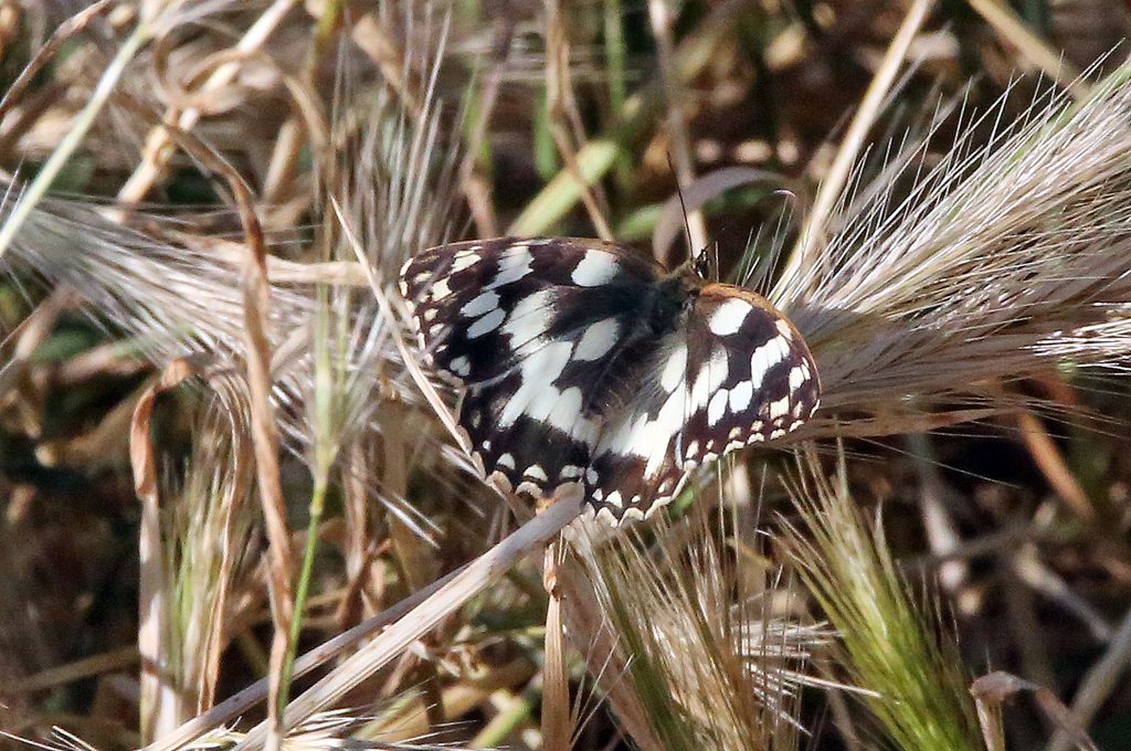 Schachbrettfalter