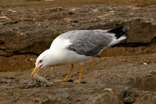 Mittelmeermoewe_20170714_07