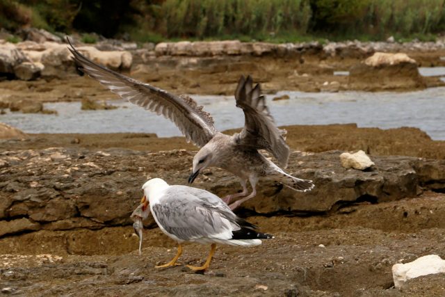 Mittelmeermoewe_20170714_09