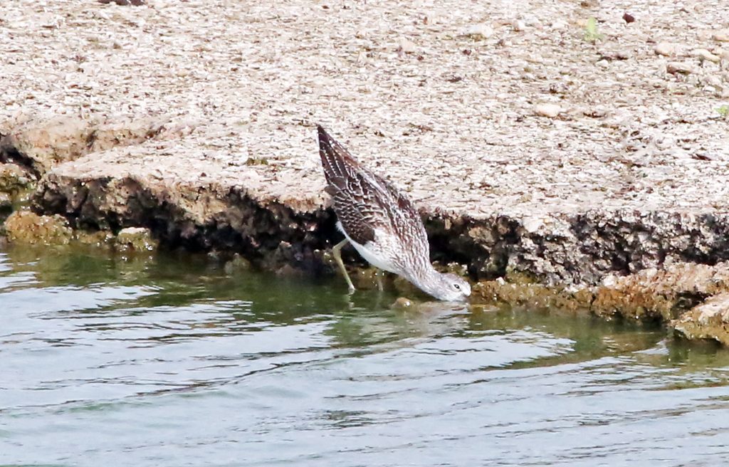 Bruchwasserläufer (2)