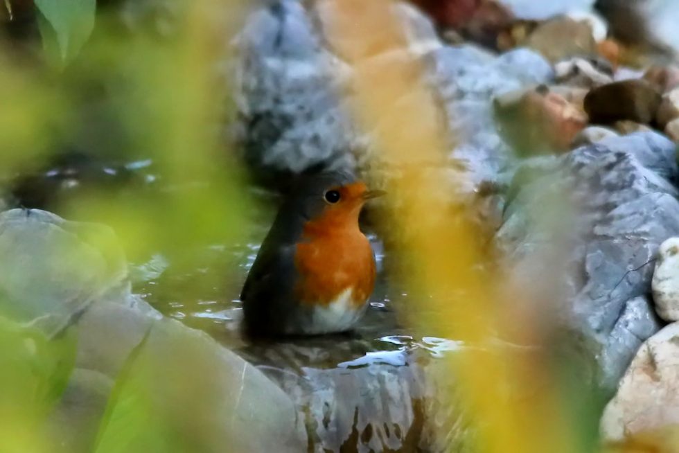 Rotkehlchen_20171015_03