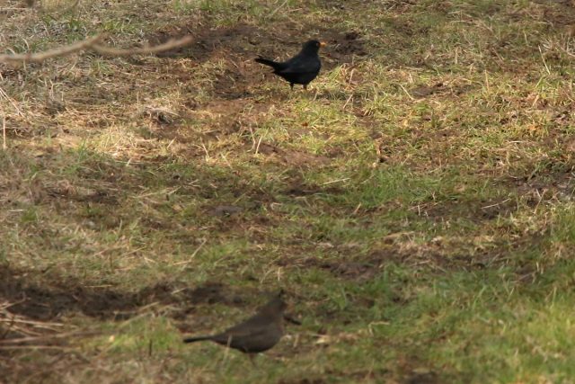 Amsel (m+w)