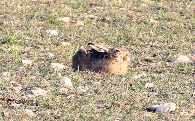 Hase