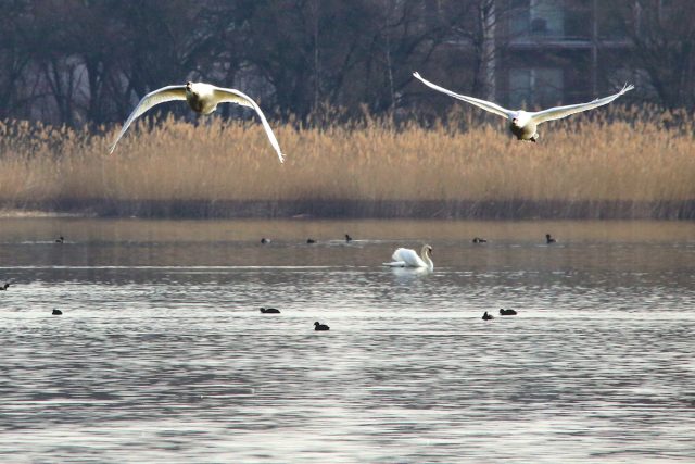 Höckerschwan