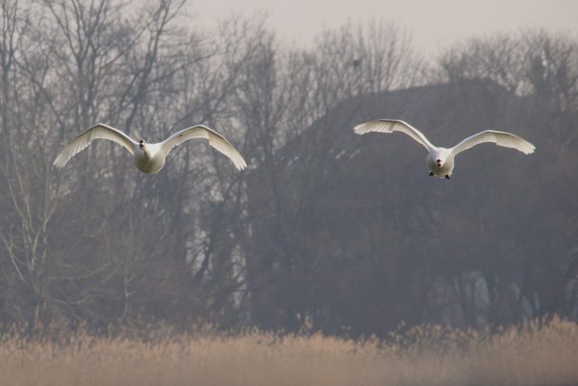 Höckerschwan