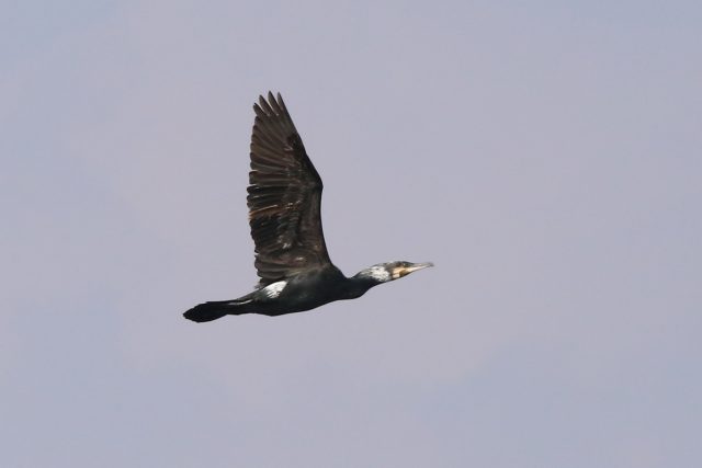 Kormoran