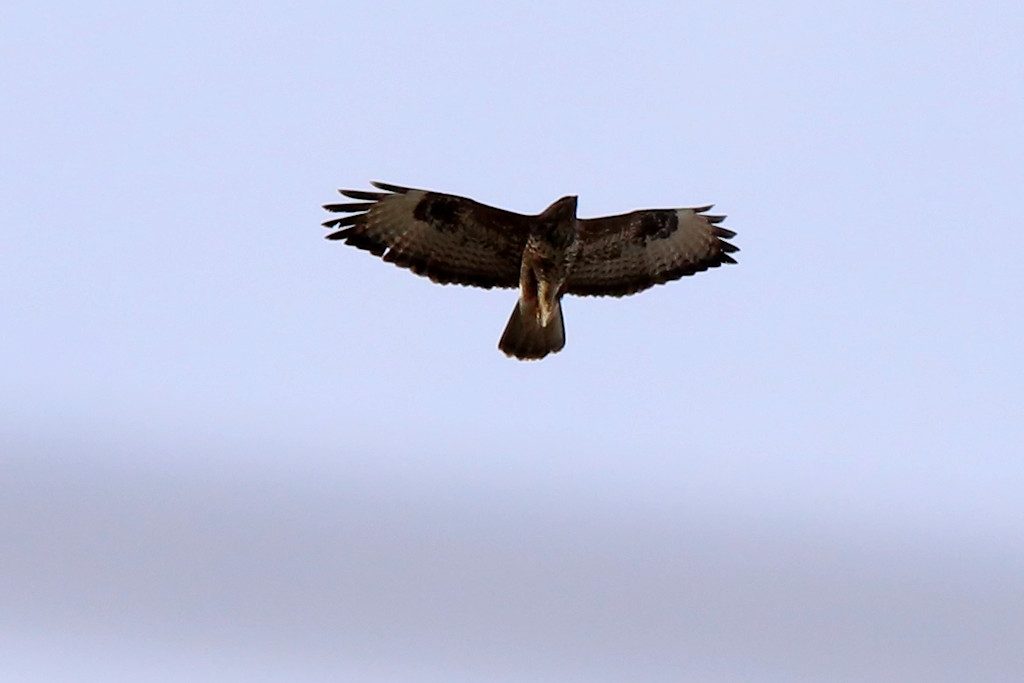 Maeusebussard_20180128_01