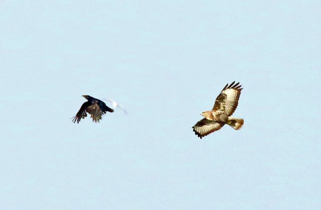 Mäusebussard und Rabenkrähe