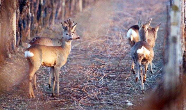 Rehe (2)