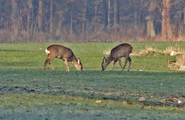 Rehe