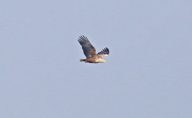 Seeadler