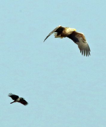 Seeadler mit Nebelkrähe