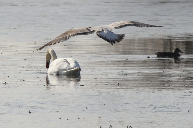 Silbermoewe_20180311_30