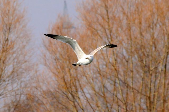 Silbermöwe