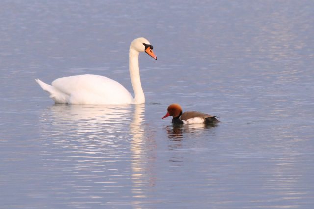 Tafelente (m) mit Höckerschwan