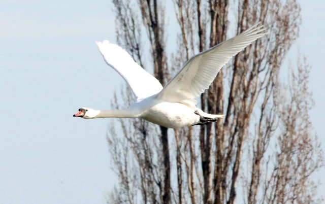 Höckerschwan