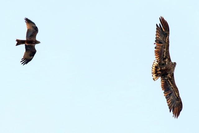 Rotmilan mit Seeadler (1)