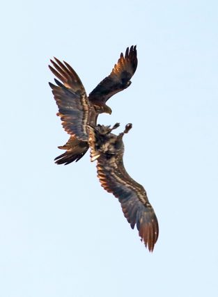 Rotmilan mit Seeadler (2)