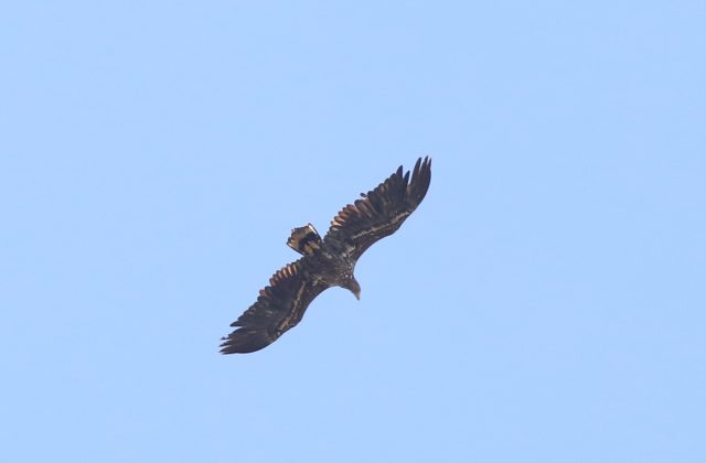 Seeadler