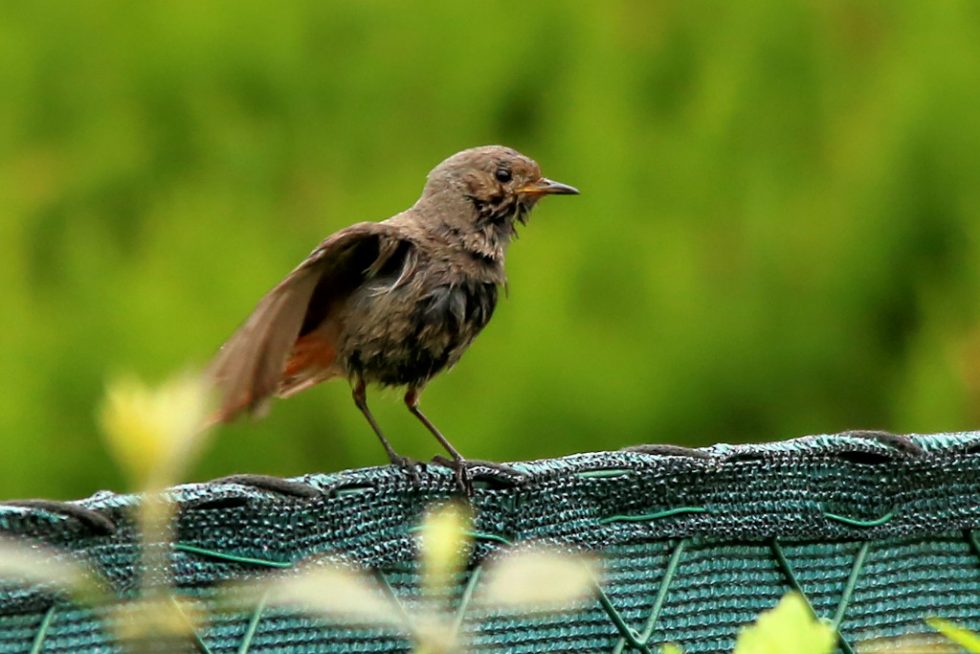 Hausrotschwanz_w_20180510_05