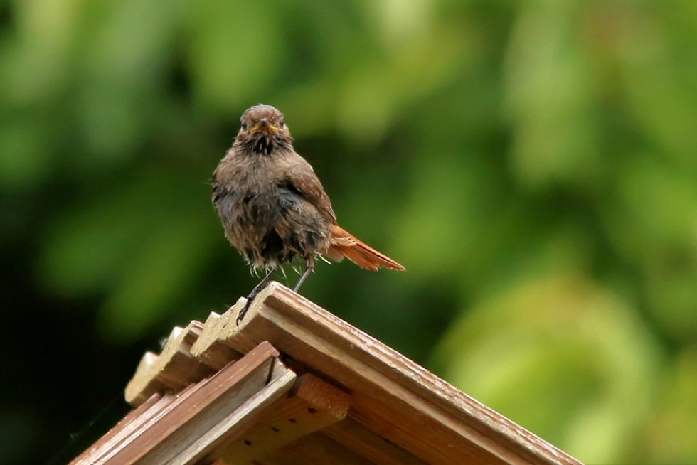 Hausrotschwanz_w_20180510_06