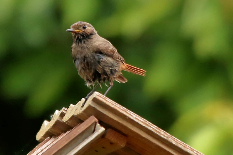 Hausrotschwanz_w_20180510_07