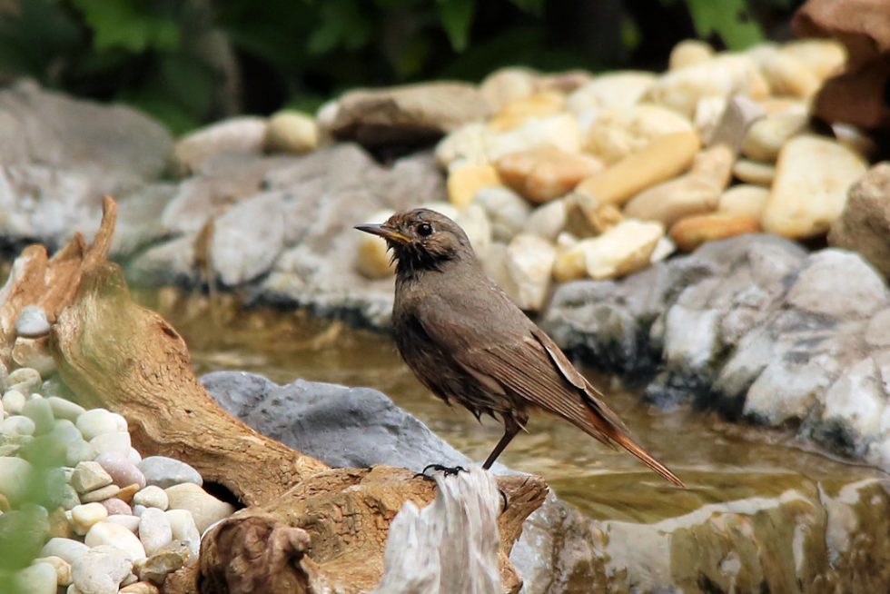 Hausrotschwanz_w_20180510_08