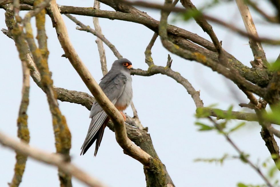 Rotfussfalke_20180428_01