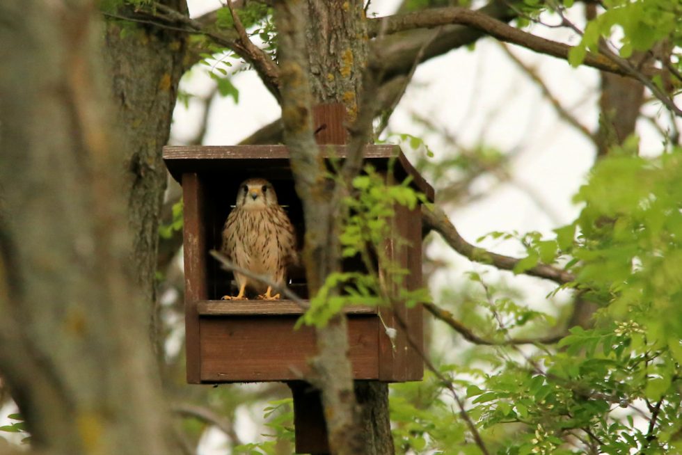 Turmfalke_20180428_01