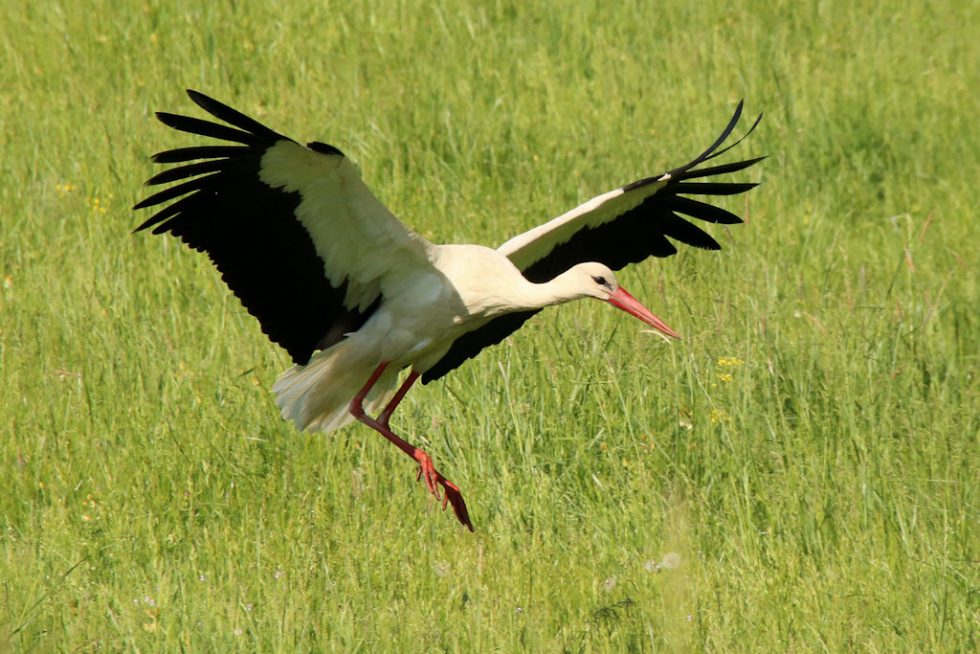 Weissstorch_20180428_01