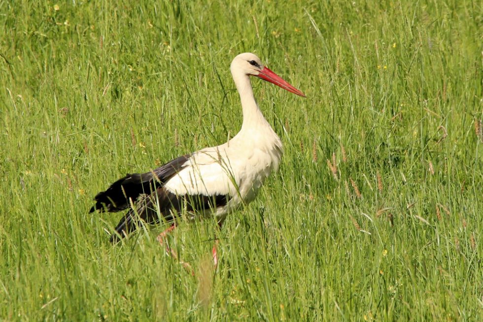 Weissstorch_20180428_02