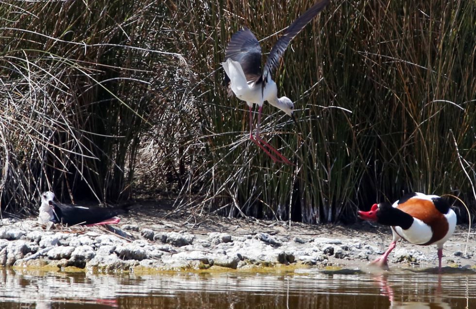 0Stelzenläufer verteidigt Nest gegen Brandgans (2)