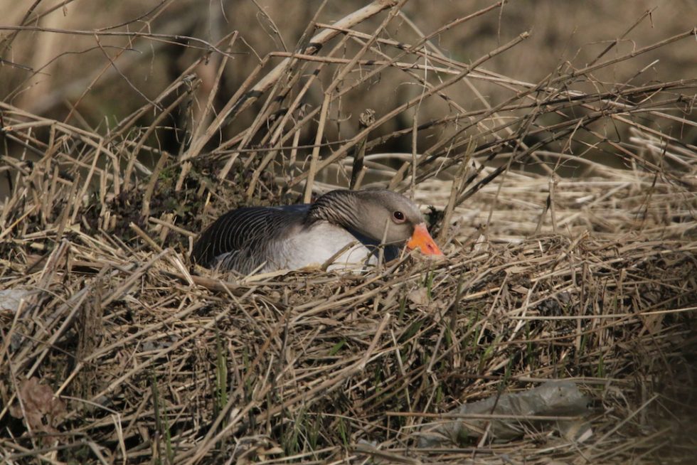 Graugans beim Brüten