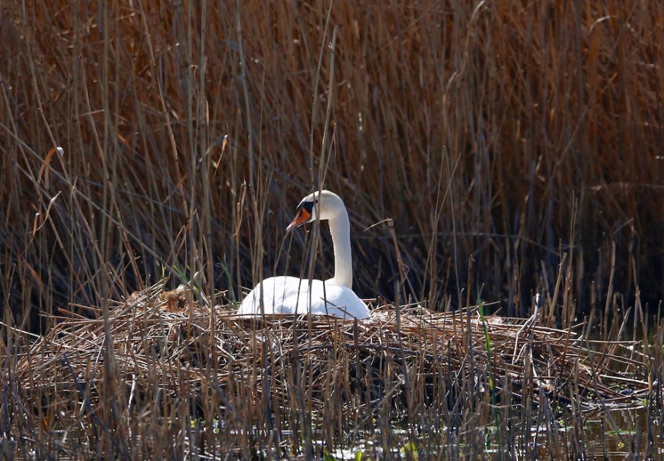 Schwan beim Brüten