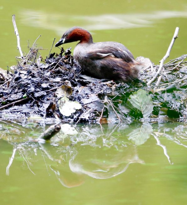 Zwergtaucher beim Brüten