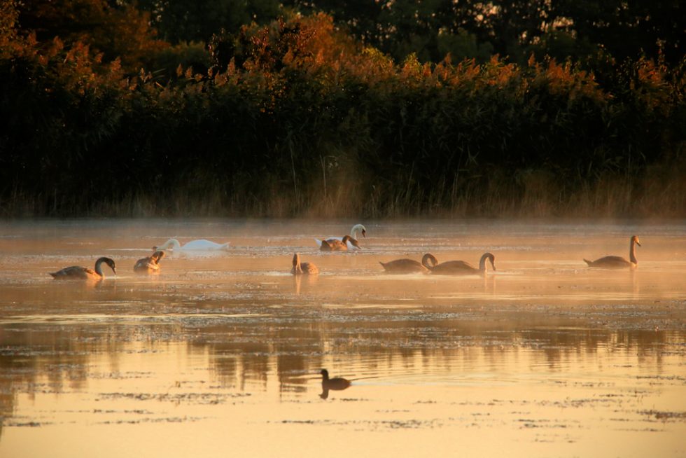 Hoeckerschwan_20180930_01