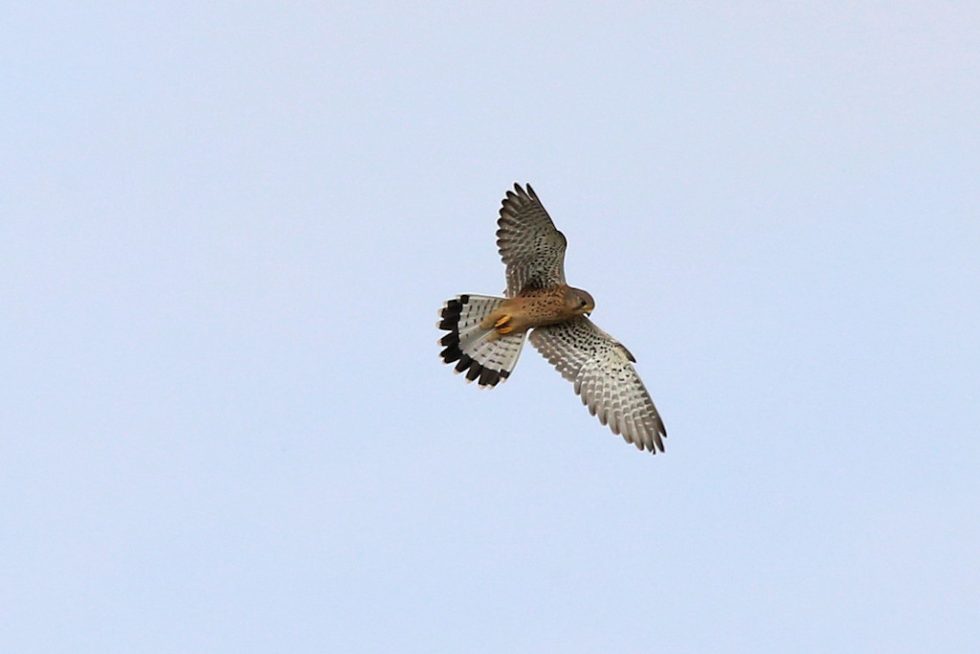 Turmfalke_20180916_01