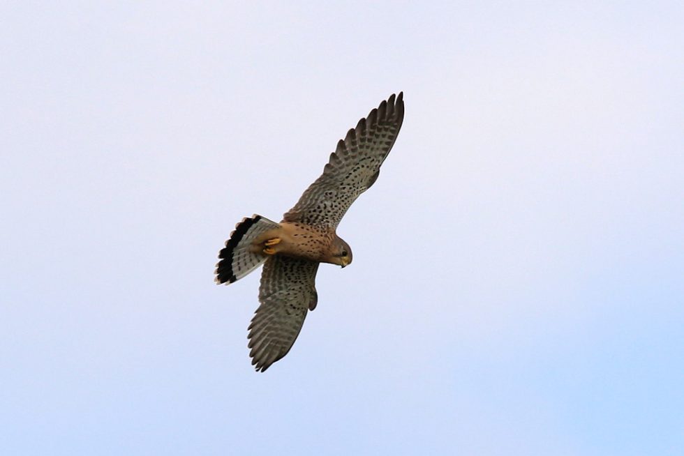 Turmfalke_20180916_02