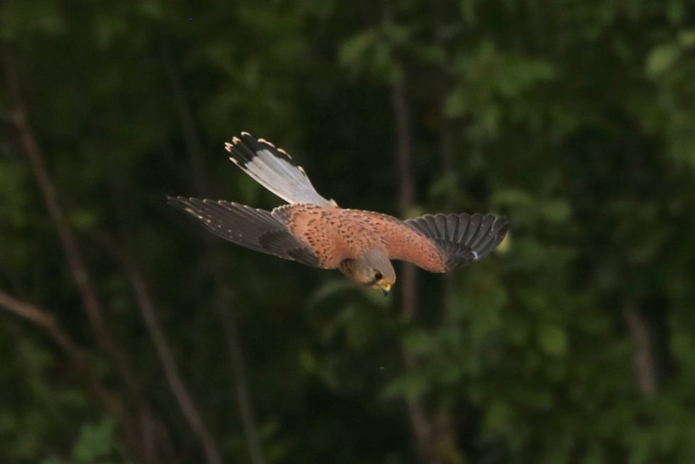 Turmfalke_20180916_04