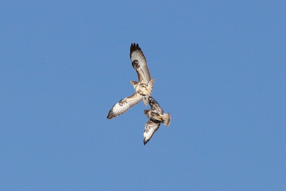 Maeusebussard_20181005_02